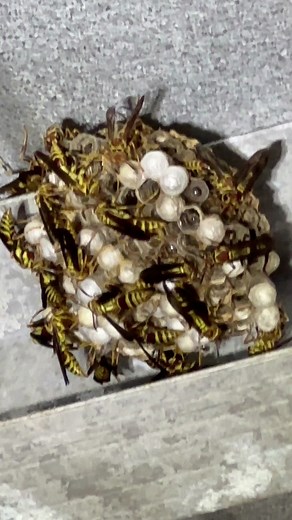 2.9K views · 22 reactions | Wasps play a crucial role in organic gardening by keeping pests in check and pollinating your plants.華 Embrace their presence for a thriving ecosystem! From the Vego Garden at Texas Eco Farms | Vego Garden | Facebook