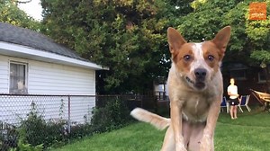 This video is why slow-motion was invented | storyful