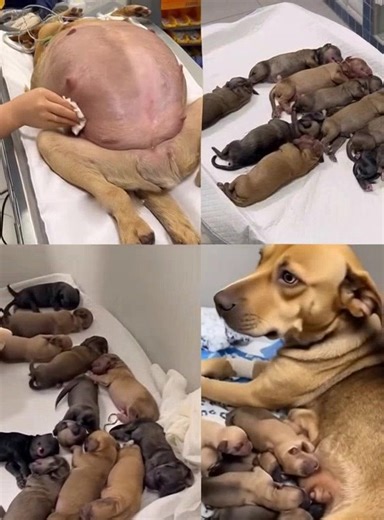 🥺Une chienne en fin de gestation s'effondre devant mon portail et implore de l'aide. 💔🐾Vous trouverez peut-être cette histoire bouleversante dans le premier commentaire. ⬇️⬇️⬇️ | Feelings