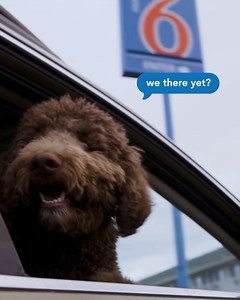 1K views · 475 reactions | Pets stay free, so the only price you pay is the lack of space on the bed. Plus, AARP members get 10% off at Motel 6. | Motel 6 | Facebook