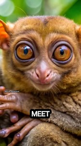 3.9K views · 32 reactions | UNVEILING THE MYSTERIES OF THE WORLD SMALLEST PRIMATE THE TARSIER MONKEY #tarsiermonkey #tarsier #naturelovers #nature #wildlife #explore #animals #monkey #MonkeyLife #primates #southeastasia | Nature Adventure | Facebook