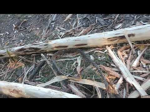removing bark from black locust for long lasting fence poles