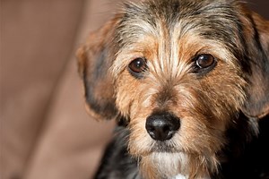 Dachshund-Terrier mix portrait: Appearance, personality, and more!