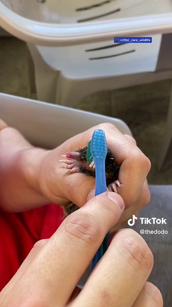 Adorable Baby Mole Grows Up Overnight! 😍