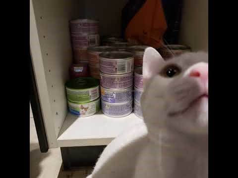 AC Infinity AI Grow Op Scrog Flower Week 7: Strain Spotlight on Venom OG 🌱 #CannabisCultivation