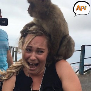 When nature attacks... 😂😂😂 | AFV Classics