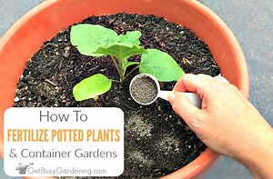 How to Apply Urea Fertilizer to Potted Plants | Foliar Garden