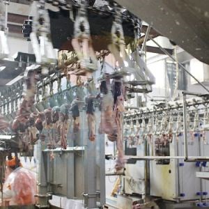 [Hot Item] 100-13000 Birds Automatic Poultry Stainless Steel Halal Chicken Killing Defeathering Plucker Feather Remover Slaughter Machinery Unhairing Cutting Machine