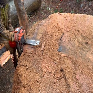 11K views · 48 reactions | Giant Tree Removal Project Ensures Safety in Residential Areas | Grupo Musical Versátil Contrapunto SLP | Facebook