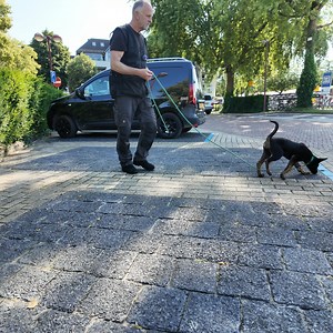 Advanced Tracking with a Young Pup: Navigating a Challenging Hard Surface 🐕🌍 In this video, you'll see a young pup tackling a difficult hard surface track. This environment is challenging because of the various distractions and multiple people walking around, including a woman who crosses the track just seconds before the pup. During such tracking training in environments with many competing scents, we always give our dogs complete freedom in how they choose to follow the track. We never force