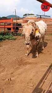 183K views · 7.1K reactions | un toro muy P3LIGROSO en El Ruedo pero en casa pareciera hasta un toro domestico. #JaripeoExtremo #AdictosAlPeligro #QuienDijoMiedo | Jaripeo Extremo Adictos Al Peligro | Facebook