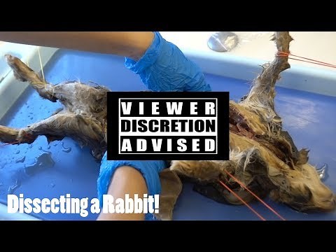 Dissecting a Rabbit! *Viewer Discretion Advised!*