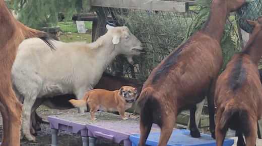 At the Ranch, we have three very different species, so the opportunity to see two or three different learning styles challenges even the most experienced trainers in a positive and pressure-free setting. Although training theory is universal, training other animals allows the trainer to approach training with fresh eyes without preconceived notions about the way dogs learn — it is far easier to approach training from a fresh perspective when you are working with a species you have little to no f