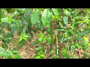 Men peeing to mature tea plants | Men peeing outdoor| Giving food to plants| Pee like real men