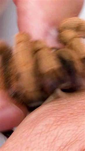 How Bad is a Tarantula Bite？