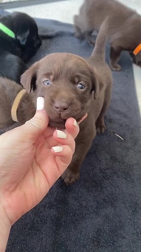 Interactive Playtime with Adorable Brown Puppies
