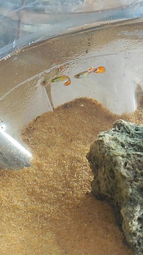 5.4K views · 18 reactions | Guppy crossbreeding process #brianaquatic #aquascaping #aquascape #plantedtank #guppyfish #plantedaquarium #aquaticplants #aquariumplants #aquariumsdaily #aquariumphotograhy #aquariumhobby #natureaquarium #freshwateraquarium #aquariumfish #aquascapepemulaindonesia #indonesiascaper #reelsfb #reelsviral #fypシ゚viralシ #support #everyone #starseverywhere #followers #highlightseveryone | Brian Aquatic | Facebook