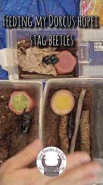My Dorcus Hopei are Done HIBERNATING! #BETL #stagbeetle #beetle #insects #bug #pets #shorts