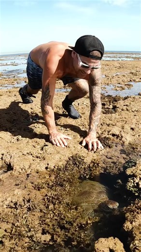 Sea turtle hidding away in a tiny low tide pool away from any predators #fypシ゚viral #fypシ゚ #fyp #fyppage #fypシ゚viralシ #usa #australia #uk #canada | Brodiemoss