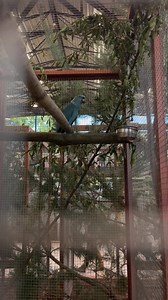 ♦️Parrots Colors And Mutations.. ✨ Blue Yellow-naped Amazons Mutation.. 🔴 The yellow-naped amazon or yellow-naped parrot.. (Amazona auropalliata) is an endangered amazon parrot and considered (EN) Endangered on the IUCN Red List of Threatened Species. 🔴 The yellow-naped amazon is one of most sought after parrots in the world. These Blue Amazons are more intelligent than most of their green relatives and their gorgeous blue color and larger size give them an impressive presence that cannot be c