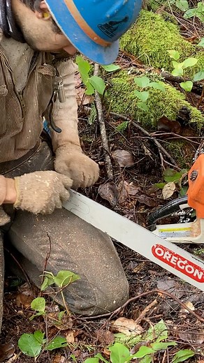 1.5M views · 5K reactions | How to sharpen your blade ️ #timber #timberfaller #timberfalling #logging #chainsaw #stihl #bluecollar #treework #lumberjack #fyp #pnw #pnwonderland #pacificnorthwest #chasingwaterfalls #oldgrowth #woodwork #woodcraft #woodsmen #redbull #Rockstar #braap #bluecollarwoman #westcoastfaller #chainsawman #oregon #husqvarna #timbersports | Timber Falling Couple | Facebook