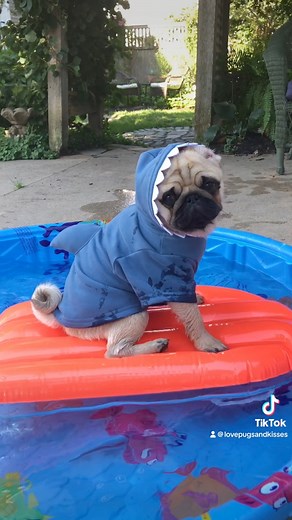 195K views · 9.8K reactions | duunnn dunnn… duuuunnnn duun… duuunnnnnnnn dun dun dun dun dun dun dun dun dun dun dunnnnnnnnnnn dunnnn 麗 #sharkweek July 23 to 29 #dashielldonovan Pugs and Kisses | Pugs and Kisses | Facebook
