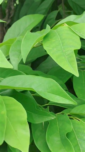 🐍Snake in The Atis Tree😱 #teamtabuyo #fbpost #TeamHilas #teamhilaskoreananghilas | Darwin Tabuyo