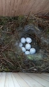 8K views · 215 reactions | Amazing Chickadee keeps her eggs warm 諸 #nestbox #livecam #birds #birdwatching #chickadee #nature #wildlife #nestboxlive | Nest Box Live USA | Facebook