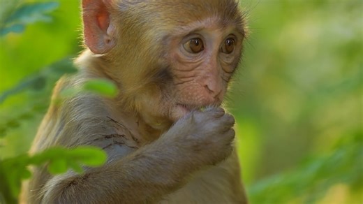 South Carolina lab facing backlash after monkey escape