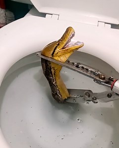 Imagine finding a 12ft-long python in your toilet! 🚽🐍 | MetDaan Tips