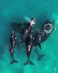 ⠀⠀⠀⠀⠀⠀⠀⠀⠀ Ever wondered what Southern Right Whales Mating rituals...