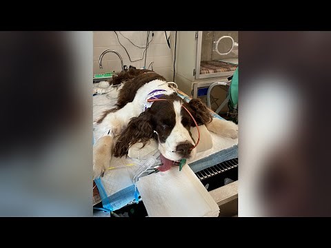 University of Florida veterinarians successfully treat dog for botulism