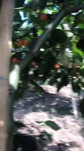 Cultivo de tomate de árbol (Solanum betaceum) 🇨🇴🇧🇷🇪🇨🇵🇪 | AgroTech