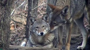138K views · 10K reactions | Did you know that wolves are monogamous and mate for life?  As a team, the pair will maintain a territory, search for prey, and, above all, remain loyal to one another and their family unit. #wolffact | Wolf Conservation Center | Facebook