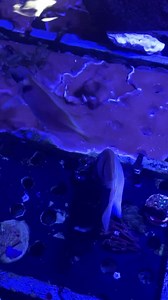 Relax and watch as these rabbitfish enjoy their seaweed. #liveaquaria #fishlovers #foryoupage #fyp #fishkeeper #fishtok #saltwateraquarium #tang #fishfood #exoticpets #marinemarvels #oceanbeauty #marinewonder #oceaninspiration #LiveAquariaCommunity #rabbitfish #seaweed #nori | LiveAquaria.com