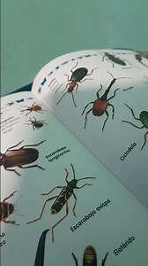 libro insectos
