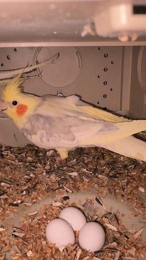 2.1K views | They’re among the most popular pet birds worldwide because they are easy to tame | Riyadh Bird Aviary | Facebook