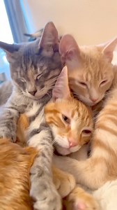 35 reactions | Cuddle puddle 凉‍⬛ | My Feline Buddy | Facebook