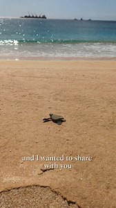 Discover the collection that gives back to the ocean and that helps Blue Marine Foundations vital work in protecting endangered turtles on Ascension Island and beyond.  | Elizabeth Scarlett | Facebook