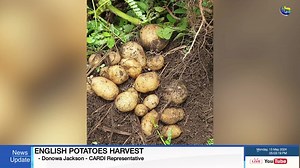 Irish Potato Harvest! #API #superiorupdates #agriculture | API - The Agency For Public Information : St. Vincent and the Grenadines