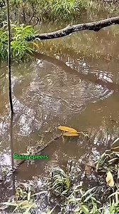 PREDATOR DI RAWA DANGKAL | Bang speers