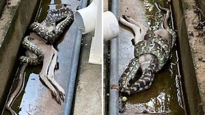 Python devours entire wallaby in suburban street