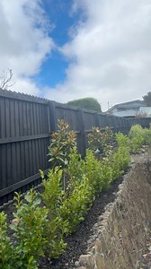 Beautiful black fence making the greenery pop #fencepainting 02102981522 | CL Fence Painting Specialists