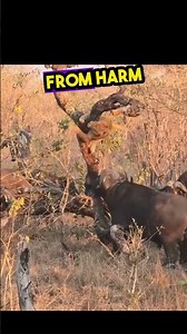 Young Lion hunted by buffalo herd...🥰❤️ #shorts #animals #lion #buffalo