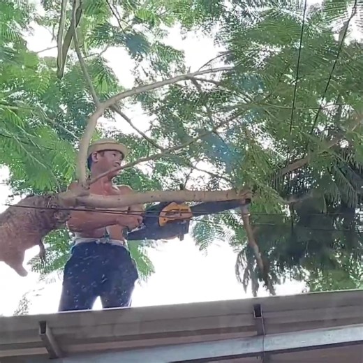 A professional skill man cutting tree stand cover the hom'e roo.f | johnnyringer
