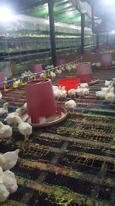 2.2K views · 19 reactions | "Turbogrow" 5kl cap. Autochick feeder. Ideal use for CCS type or large commercial .. day1-14.. recco ratio 100/50:1....p200 | AA & AA Poultries | Facebook
