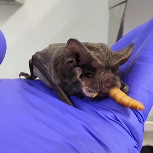For tonight's viewing pleasure, I present to you the amazing Ben in all of his plump, magnificent #mealwormmunching glory. I was going to add something scintillating about his species, like the fact that they can eat up to 2/3rds their body weight in insects each night (or about 5,000 flying bugs), but let me ask y'all something REALLY important, instead: What does it say about my infatuation with this guy that when I type 'amazing,' autotext pops up Ben as my first choice? 🙌✌️💜🦇 | Bat World 