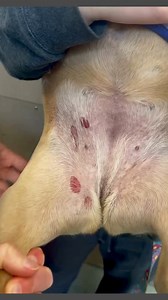 It’s MAY! And the black flies are out and this is what happens to bellies that do not have much fur. Fly bites look like this. They are rarely itchy but look terrible! They typically heal up in 1-3 days with no issues. #May #blackfly #petcare #vetmed #dogs #frenchie | Dr. Melissa Magnuson, The Conscious Vet