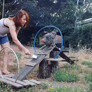 Chicken obstacle course training, bonus clip: Hoops & Ramps double combination 😍 | Hen Harbor