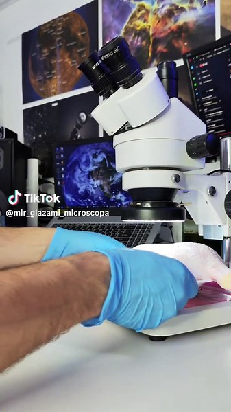 Exploring Dissection Techniques on Chicken Legs